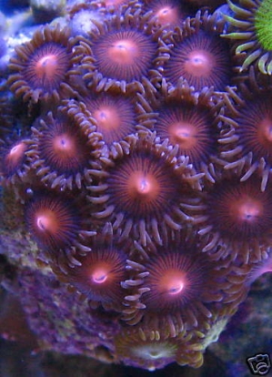 Safe_Cracker_Zoa