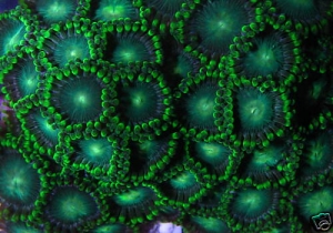 Toxic_Clovers