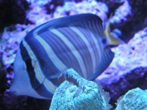 Sailfin veliferum