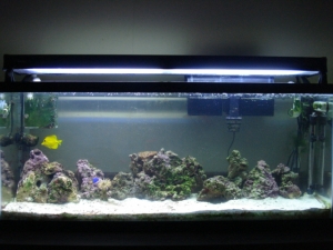 55 gal.