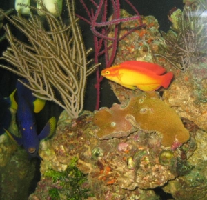 Wrasse