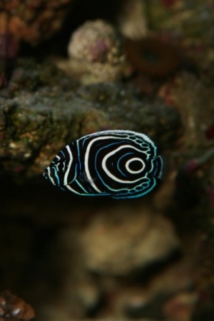 pomacanthus_imperator