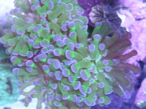 frog2