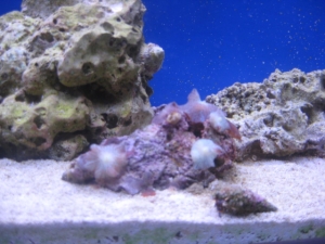 my mushrooms