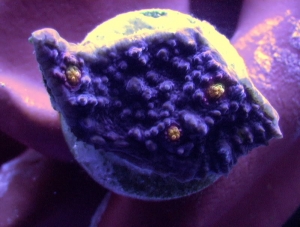 Eyes of Fire frag