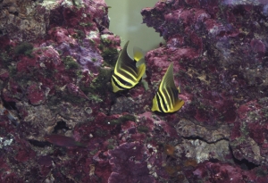 Sailfin Tangs with Six Line Wrasse