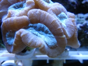 Picture_199