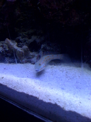 Diamond Goby