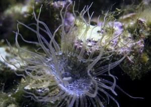 aiptasia anemone