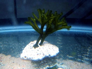 Algae IDs