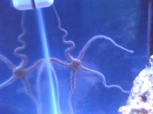 My brittle starfish