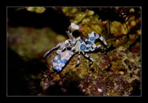 Invertebrate IDs