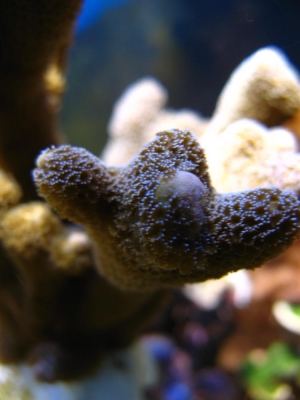 frag2