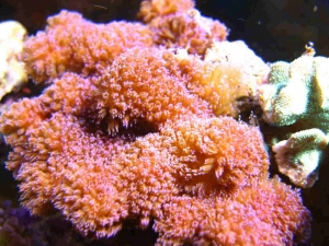 pocillopora1