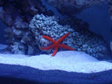 Star Fish