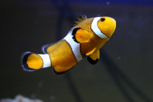 Oscar the clownfish