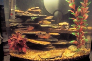 Whole Tank