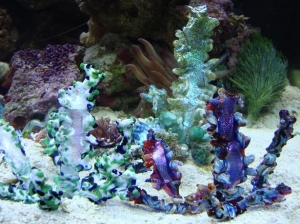 Glass Coral/Reef Tank
