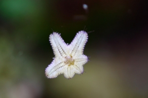 asterina star