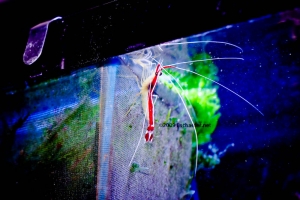 Coral Shrimp
