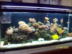 100_3987_3reef_image