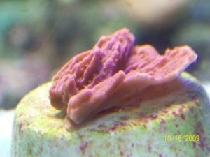 100_4123_3reef_image