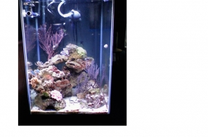 45 Gallon Reef Tank
