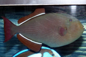 Art's FOWLR TANK - Nov. 2009
