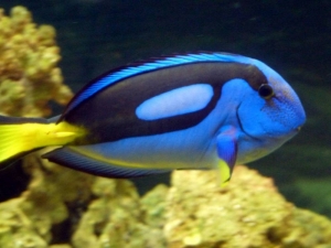 Art's FOWLR TANK - Nov. 2009