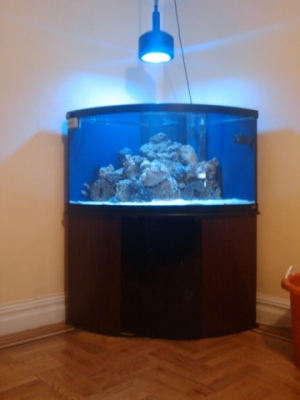 This is my 92 gallon corner bow front!