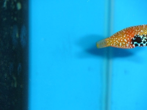 Bluestar Leopard Wrasse