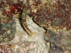 Bluestar Leopard Wrasse (2)