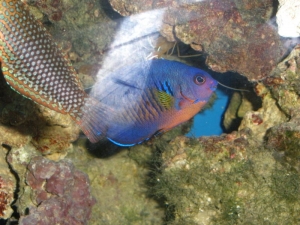 Ornate Leopard Wrasse & Coral Beauty Angelfish