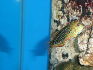 Ornate Leopard Wrasse (2)