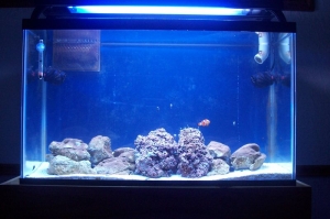 tank28