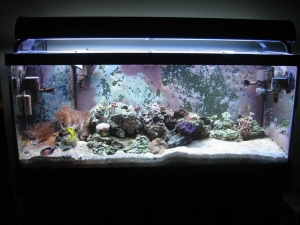 July full tank shot