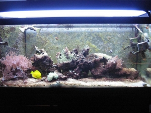 August full tank shot