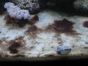cyano