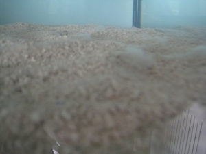 white ??? on my sand after introducing the live rock