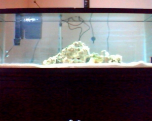 55 gallon
