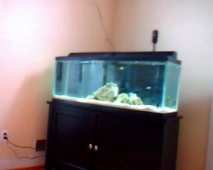 55 gallon