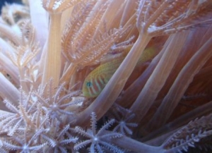 clown goby hiding