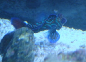 mandrin goby