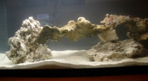 Close-up of left side