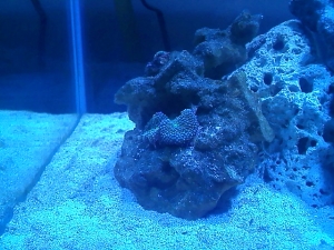 fishtank2