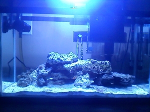 fishtank3