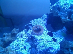 fishtank4