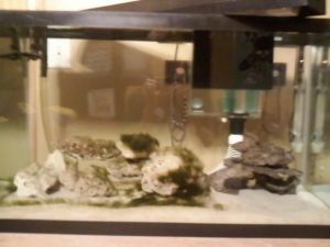 oldfishtank