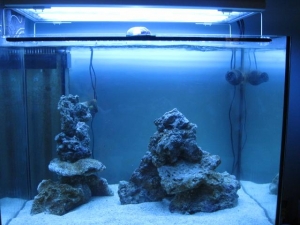 My latest aquascaping attempt