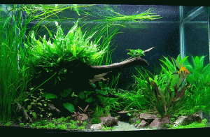FW planted high tech